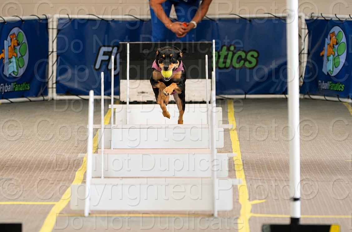 5th July Flyball RSPCA